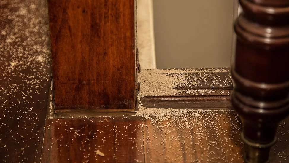 Cupim de madeira seca - danos em móveis e portas em São Paulo